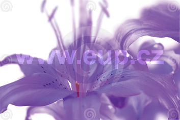 Aerospray Amore hotelový 250 ml automatického dávkovače